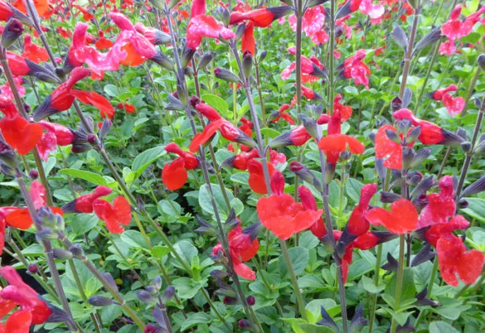 Salvia microphylla 'Royal Bumble' (salvino true red)