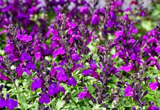 Salvia microphylla 'Violette de Loire'