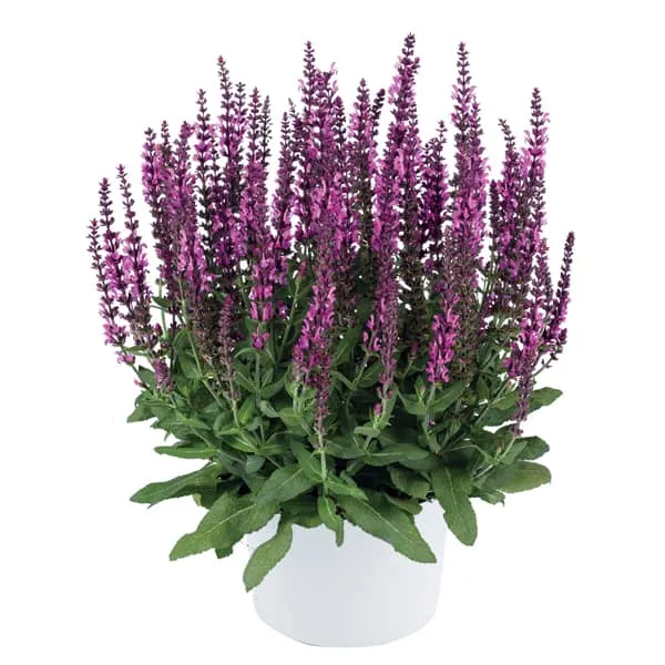 Salvia nemorosa 'Apex Pink'