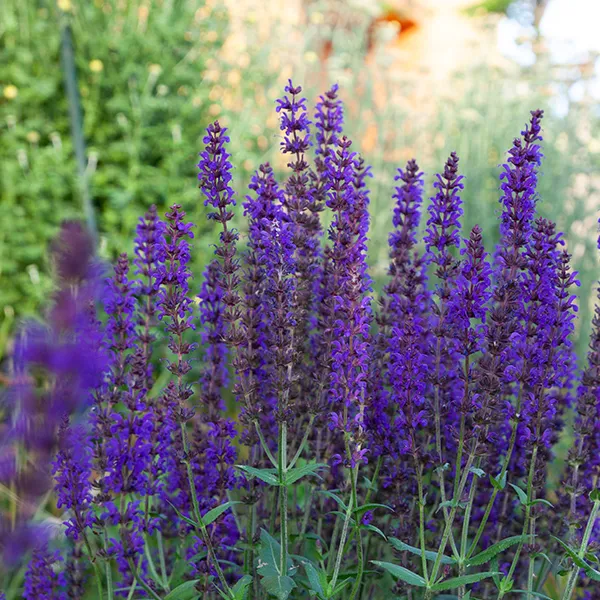 Salvia nemerosa 'Night Field'