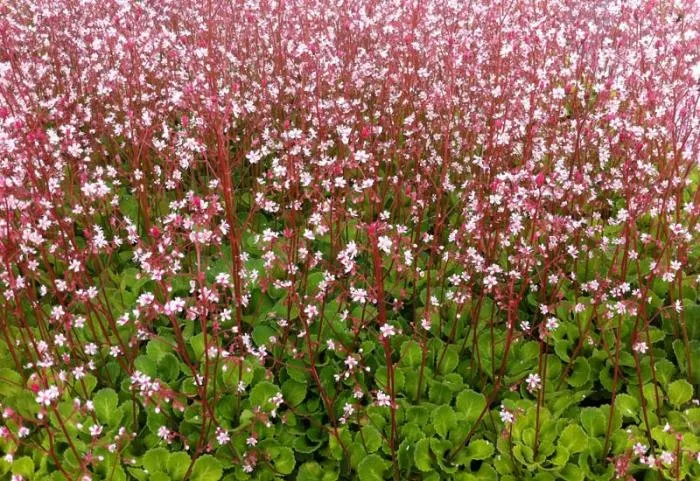 Saxifraga urbium (umbrosa)
