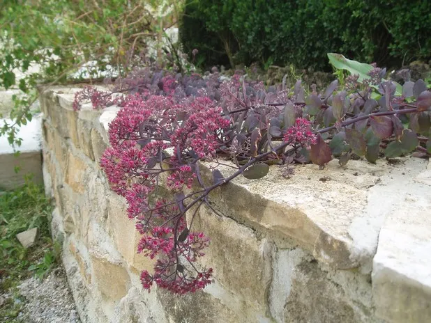 Sedum 'Bertram Anderson'