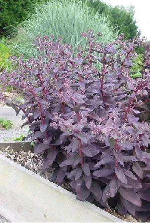 Sedum 'Purple Emperor'