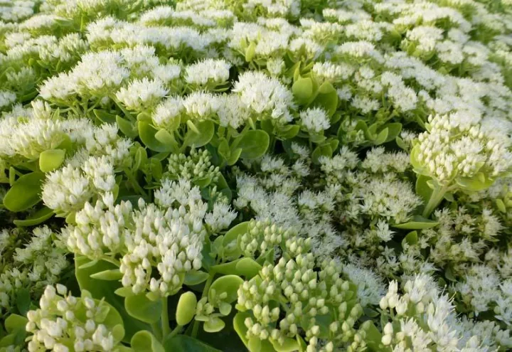Sedum spectabile 'Iceberg'