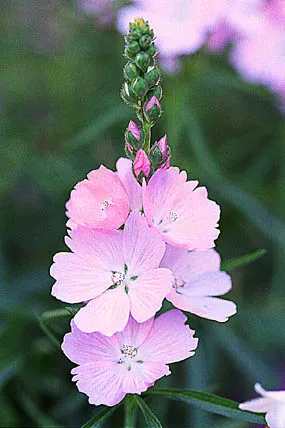 Sidalcea 'Elsie Heugh'
