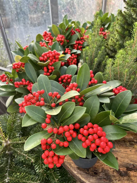Skimmia japonica 'Temptation'