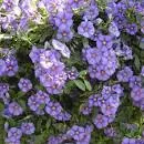 Solanum wit of blauw