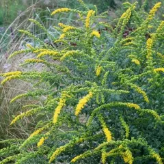 Solidago hybride 'Fireworks'
