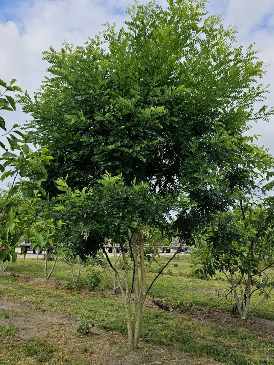 Sophora japonica