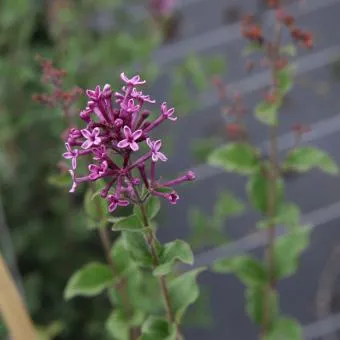 Syringa 'Dark Purple'