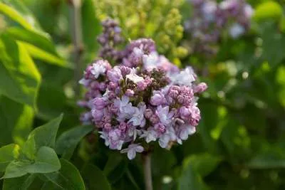 Syringa vulg. 'And. An Ludwig Spath'