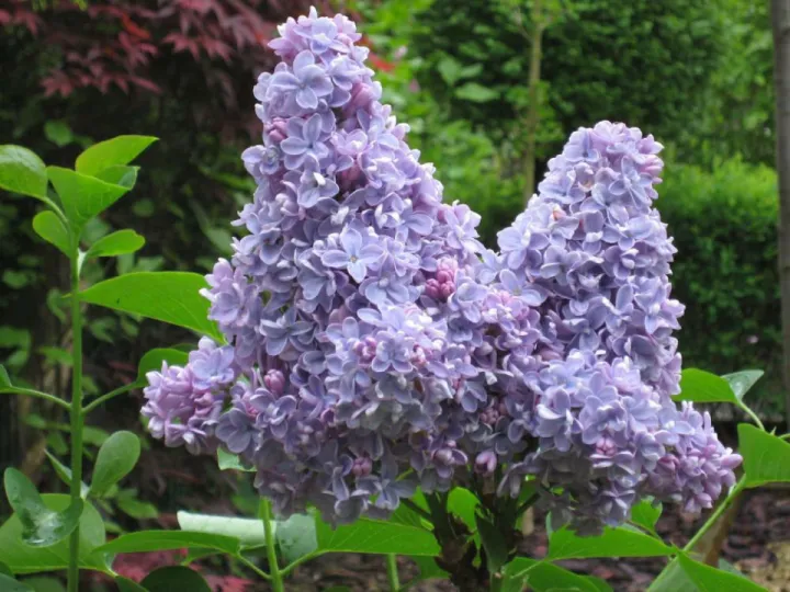 Syringa vulg. 'Carpe Diem'