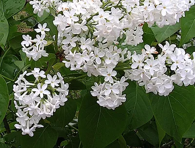 Syringa vulg. 'Madame Lemoine'
