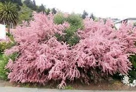 Tamarix ramosissima 'Pink Cascade'