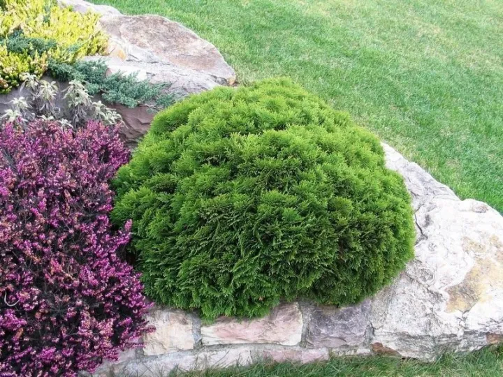 Thuja occidentalis 'Danica'