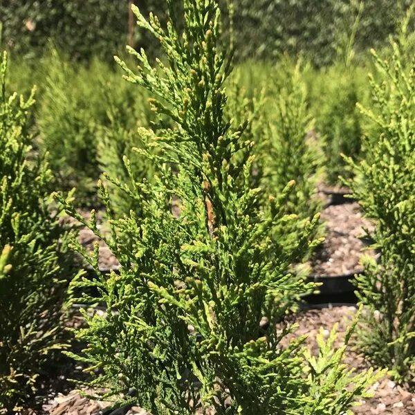 Thuja occidentalis 'Smaragd' Thuja occidentalis 'Smaragd'