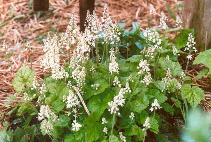 Tiarella cordifolia