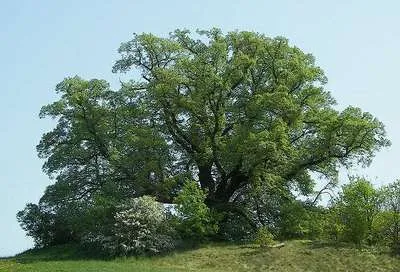 Tilia platyphyllos