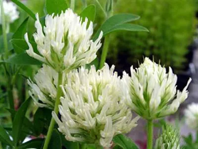 Trifolium ochroleucon