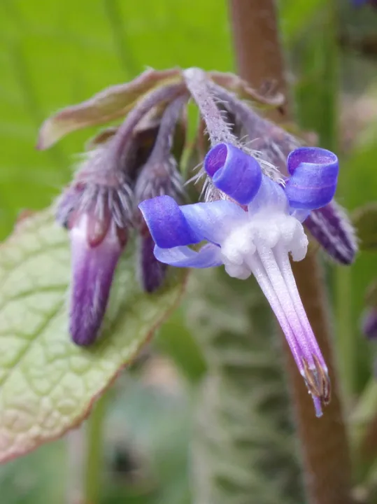 Trachystemon orientalis