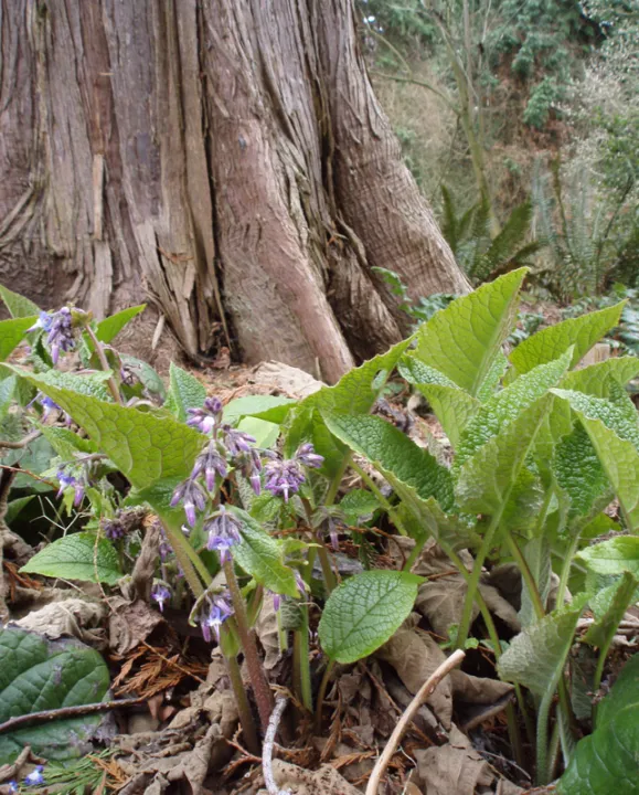 Trachystemon orientalis