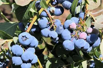 Vaccinium corymbosum 'Bluecrop'