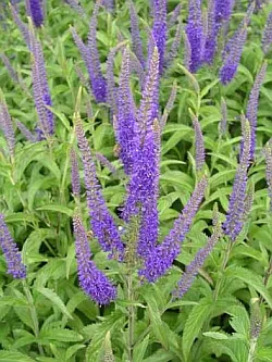 Veronica longifolia 'Blauriesin'