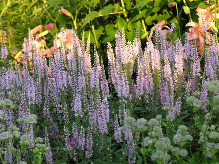 Veronica longifolia 'Pink Damask' Veronica longifolia 'Pink Damask'