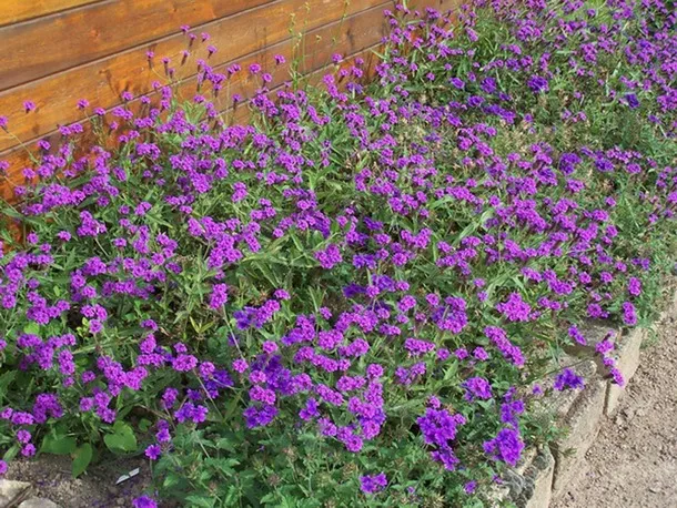 Verbena rigida 'Venosa'