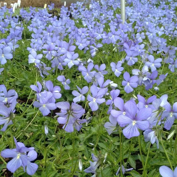 Viola cornuta 'Boughton Blue'