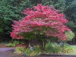 Viburnum plicatum 'Watanabe'