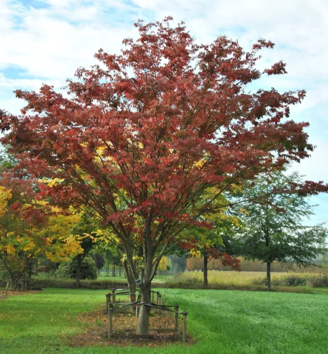 Zelkova serrata