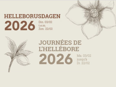 helleborusdag 
