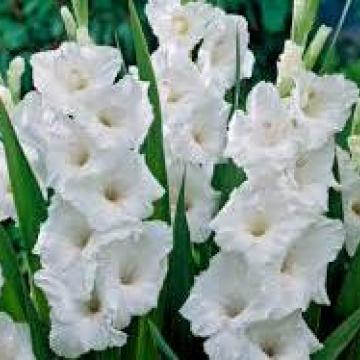 Gladiolus 'White Prosperity' Gladiolus 'White Prosperity'