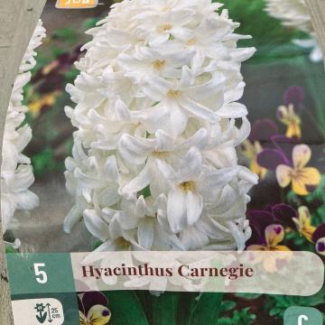 X 5 HYACINTHUS CARNEGIE 15/16