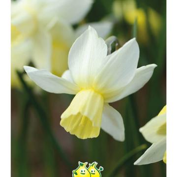 X   5 NARCISSUS SAILBOAT 12/14