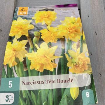 X   5 NARCISSUS TETE BOUCLE 11/12