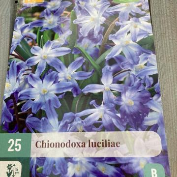 X 25 CHIONODOXA LUCILIAE 5/+