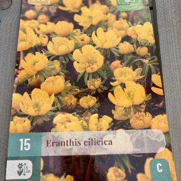 X 15 ERANTHIS CILICICA 4/5