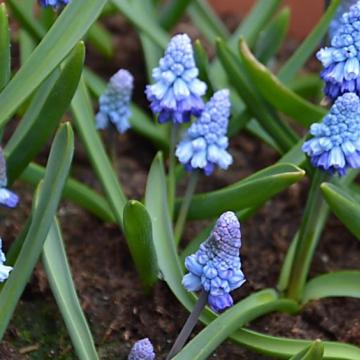 X 10 MUSCARI AZUREUM 6/+