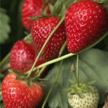 Fragaria 'Gento'