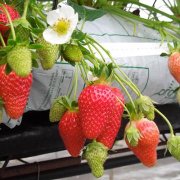 Fragaria Mariguette