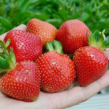 Fragaria Sweet Eve