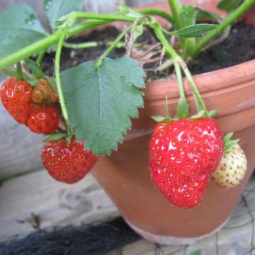 Fragaria 'Anaïs'