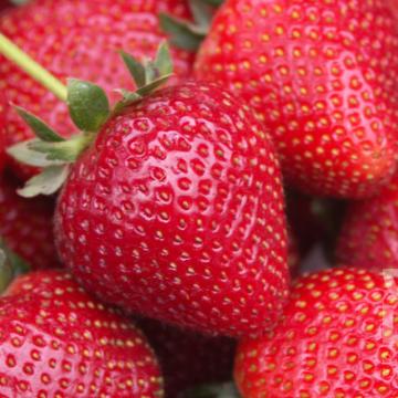 Fragaria 'Senga Sengana'