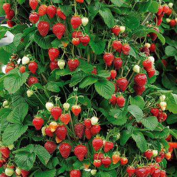 Fragaria Mount Everest
