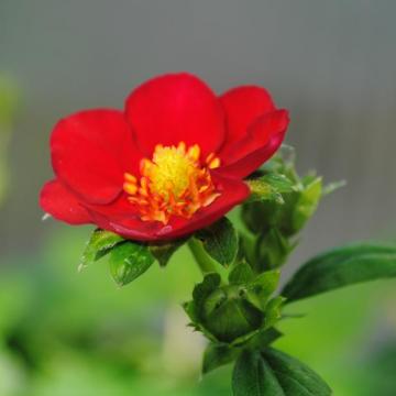 Fragaria 'Ruby Ann'