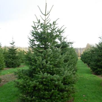 Abies nordmannia (pot rood)