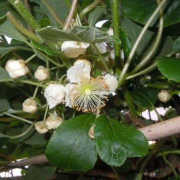 Actinidia deliciosa 'Atlas' (m)