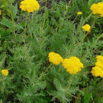 Achillea filipendulina Cloth of Gold